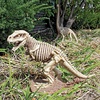 image:imageDesign Toscano Bad to the Bone Jurassic TRex Skeleton Dinosaur Statue 21 Inch Resin Full Color FinishTRex