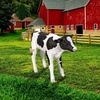 image:imageDesign Toscano Buttercup The Life Size Holstein Calf Dairy Cow StatueButtercup  the Holstein Calf