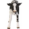image:imageDesign Toscano Buttercup The Life Size Holstein Calf Dairy Cow StatueButtercup  the Holstein Calf