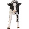 image:imageDesign Toscano Buttercup The Life Size Holstein Calf Dairy Cow StatueButtercup  the Holstein Calf