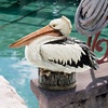 image:imageDesign Toscano Coastal Decor Oceans Perch Pelicans Garden Bird Statue 9 Inch Wide 24 Inch Tall Cast Stone Resin Full Color FinishDock of the Bay