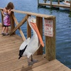 image:imageDesign Toscano Coastal Decor Oceans Perch Pelicans Garden Bird Statue 9 Inch Wide 24 Inch Tall Cast Stone Resin Full Color FinishGiant White