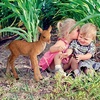 image:imageDesign Toscano Darby the Forest Fawn Baby Deer StatueForaging Baby Deer