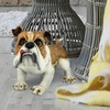 image:imageDesign Toscano EU1071 Winston the British Bulldog Dog Garden Statue 11 Inch Polyresin Full ColorWinston The British Bulldog