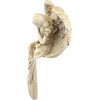image:imageDesign Toscano Extended Grace Angel StatueMedium  15 Inch