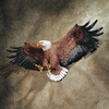 image:imageDesign Toscano Freedoms Pride Eagle Plaque LargeFreedoms Pride American Bald Eagle