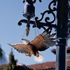 image:imageDesign Toscano Freedoms Pride Eagle Plaque LargeSingle