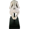 image:imageDesign Toscano JQ6627 Scaled Jurassic Pterodactyl Dinosaur Statuefull colorTRex Dinosaur Skull