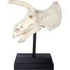 image:imageDesign Toscano JQ6627 Scaled Jurassic Pterodactyl Dinosaur Statuefull colorTriceratops Dinosaur Skull