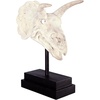 image:imageDesign Toscano JQ6627 Scaled Jurassic Pterodactyl Dinosaur Statuefull colorTriceratops Dinosaur Skull