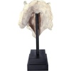 image:imageDesign Toscano JQ6627 Scaled Jurassic Pterodactyl Dinosaur Statuefull colorTriceratops Dinosaur Skull