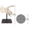 image:imageDesign Toscano JQ6627 Scaled Jurassic Pterodactyl Dinosaur Statuefull colorTriceratops Dinosaur Skull