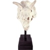 image:imageDesign Toscano JQ6627 Scaled Jurassic Pterodactyl Dinosaur Statuefull colorTriceratops Dinosaur Skull