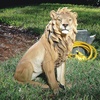 image:imageDesign Toscano Prowling American Mountain Cougar IndoorOutdoor Garden Statue 22 Inches Wide 5 Inches Deep 8 Inches High Handcast Polyresin Full Color FinishKing of Beasts Lion