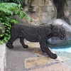 image:imageDesign Toscano Shadowed Predator Black Panther Garden StatueLarge