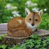 image:imageDesign Toscano Simon The Woodland Fox IndoorOutdoor Garden Statue for Patio Pool or Lawn 18 Inch Tall Cast Stone Resin Red Orange PaintDiablo