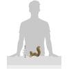 image:imageDesign Toscano Simone The Squirrel Hanging SculptureNG34034 Simone The Squirrel