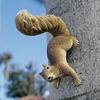 image:imageDesign Toscano Simone The Squirrel Hanging SculptureNG34034 Simone The Squirrel