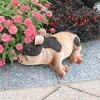 image:imageDesign Toscano Sleeping Pig StatueSleeping Pig Statue