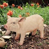 image:imageDesign Toscano Sleeping Pig StatueStanding