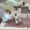 image:imageDesign Toscano Trouble the Billy Goat Farm Animal StatueRomeo