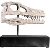 image:imageDesign Toscano Velociraptor Dinosaur Skull Fossil Statue on Museum Mount