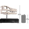 image:imageDesign Toscano Velociraptor Dinosaur Skull Fossil Statue on Museum Mount