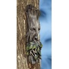 image:imageDesign Toscano Whispering Wilhelm Tree ENT Plaque