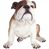 image:imageDesign Toscano Buster the Bulldog Sculpture 16 Inch16 Inch