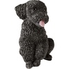 Black Poodle