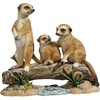 Meerkat Clan