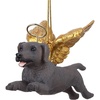 Angel Weimaraner