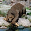 image:imageDesign Toscano Catch of the Day Grand Bear SculptureFull Color Finish