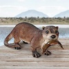 image:imageDesign Toscano Catch of the Day Grand Bear SculptureFull Color Finish