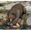 image:imageDesign Toscano Catch of the Day Grand Bear SculptureFull Color Finish