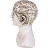 image:imageDesign Toscano SP020 Full Size Phrenology Head Bust Fortune Telling Statue 12 Inch Porcelain WhitePolyresin Head