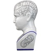 image:imageDesign Toscano SP020 Full Size Phrenology Head Bust Fortune Telling Statue 12 Inch Porcelain WhitePorcelain Phrenology