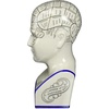 image:imageDesign Toscano SP020 Full Size Phrenology Head Bust Fortune Telling Statue 12 Inch Porcelain WhitePorcelain Phrenology