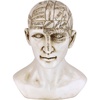 image:imageDesign Toscano SP020 Full Size Phrenology Head Bust Fortune Telling Statue 12 Inch Porcelain WhitePolyresin Head