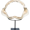 image:imageDesign Toscano EU33738 Ernie the Elephant Shelf Sitter SculptureSingleCoastal